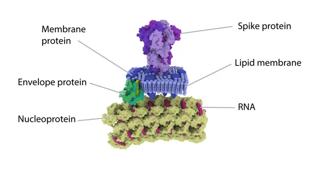 Coronavirus RNA Structure