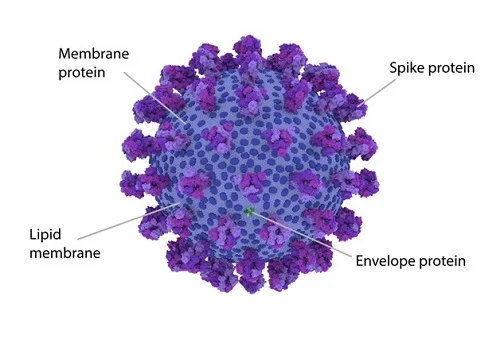 Coronavirus protein structure