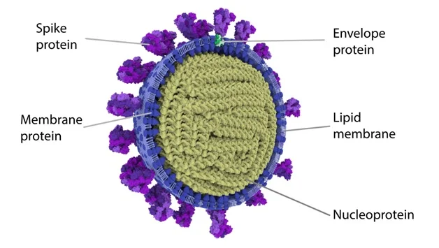 Corona virus structure