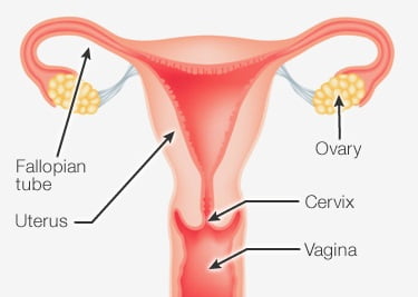 female_reproductive_system